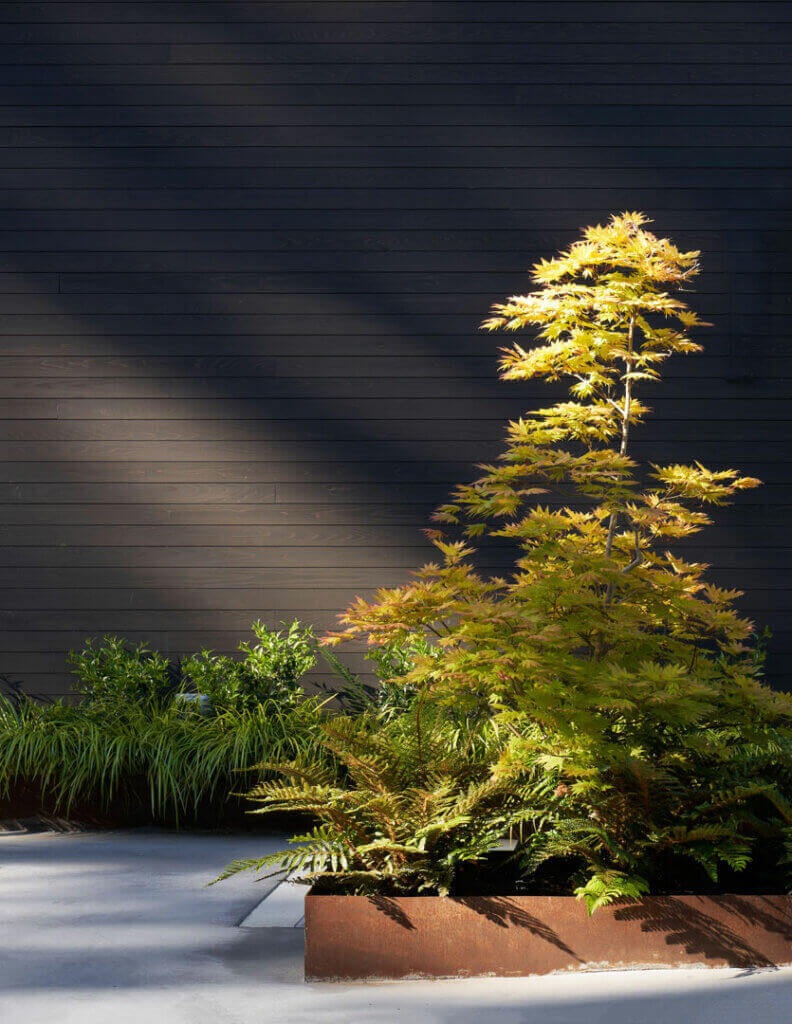 Japanese maple and shou sugi ban wall